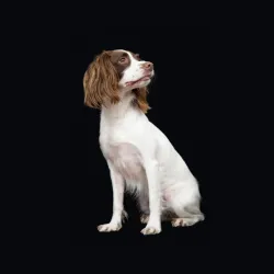 Springer spaniel inglés