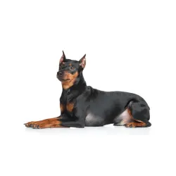 Pinscher alemán