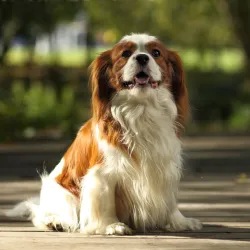 Cavalier King Charles Spaniel