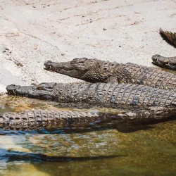 cocodrilos del Nilo