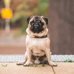 Pug