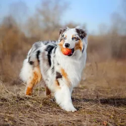Pastor ovejero australiano