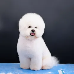 Bichón Frisé