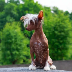 Chinese Crested