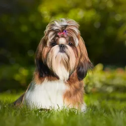 Shih Tzu