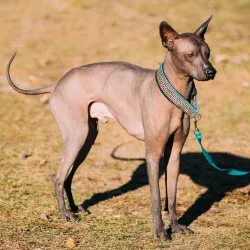 Xoloitzcuintli
