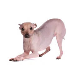 American Hairless Terrier