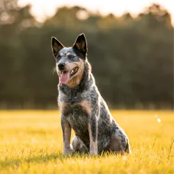 Pastor ganadero australiano