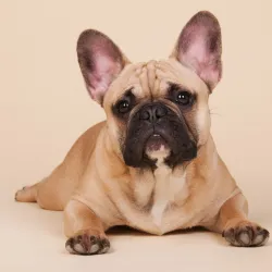 Bulldog Francés