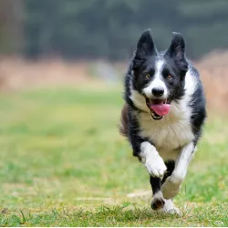 border collie
