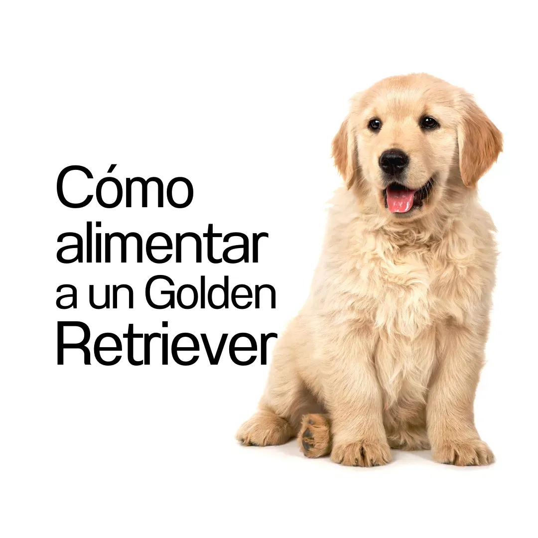 cual es la mejor comida para un cachorro golden retriever