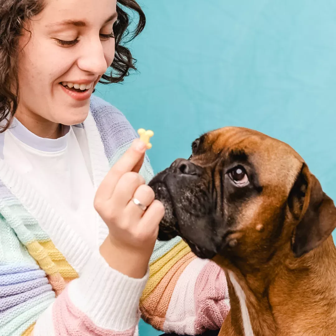 Cómo alimentar a un perro Bóxer