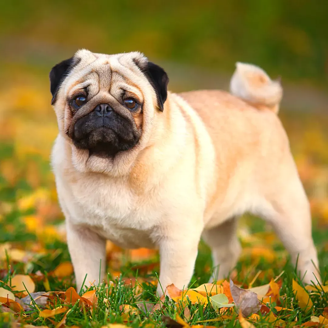 Alimentación de un perro raza Pug