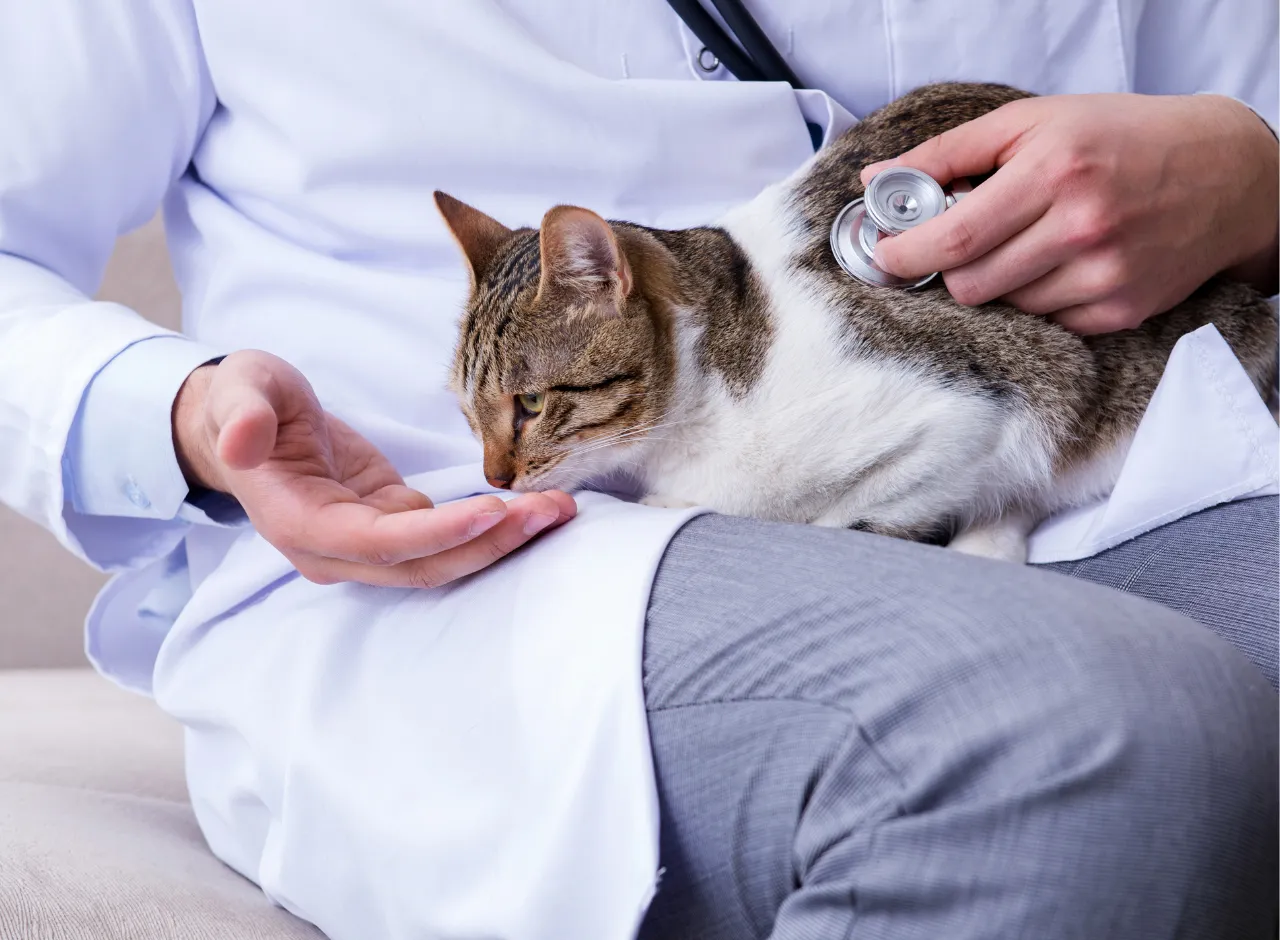Gato en el veterinario (1)