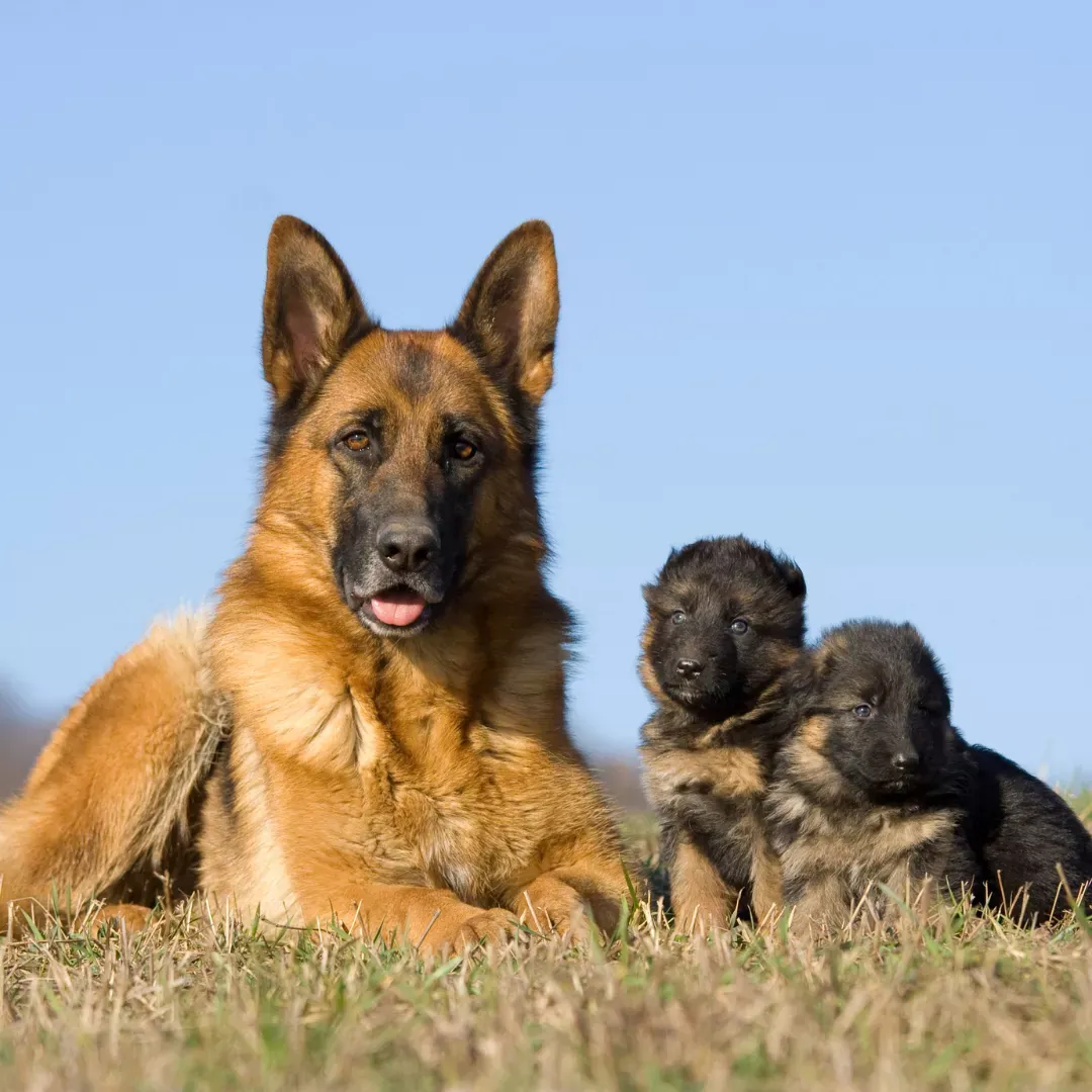 El Ovejero Alemán es un gran compañero de la familia