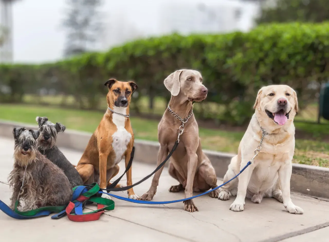 Las razas má sanas y longevas