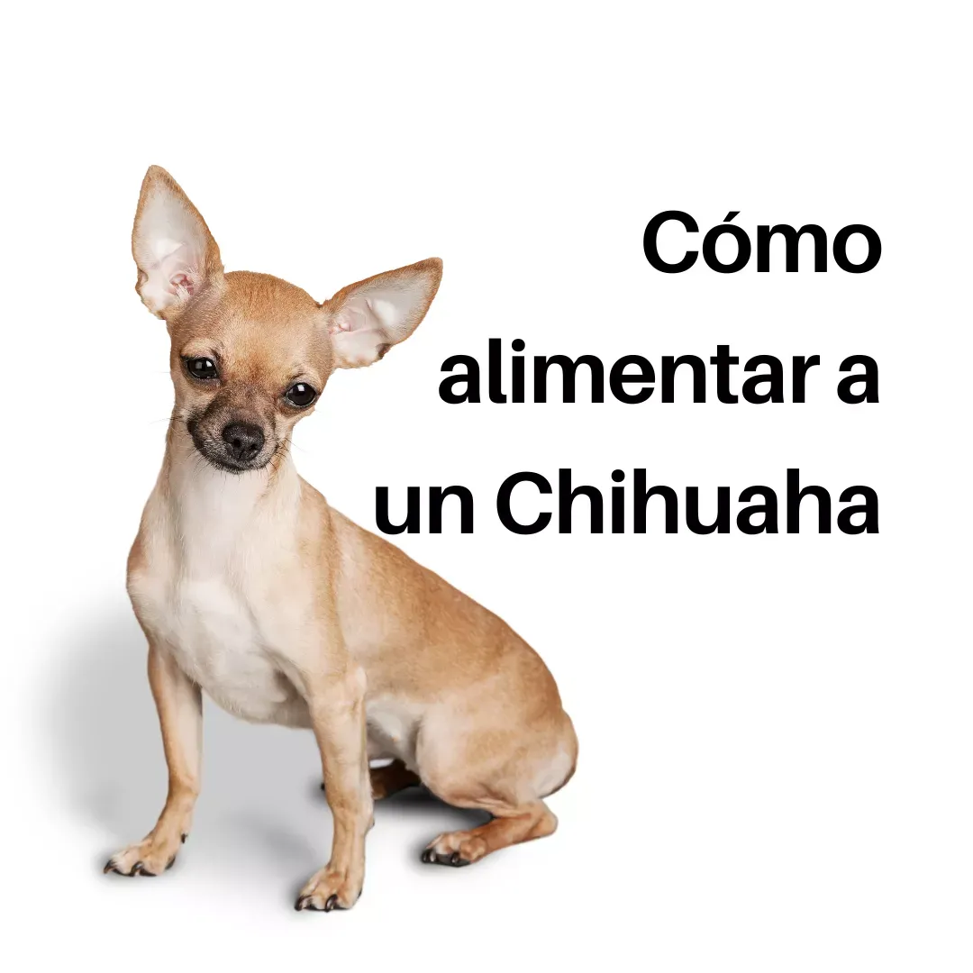 chihuahua le tiene miedo al agua que hacer