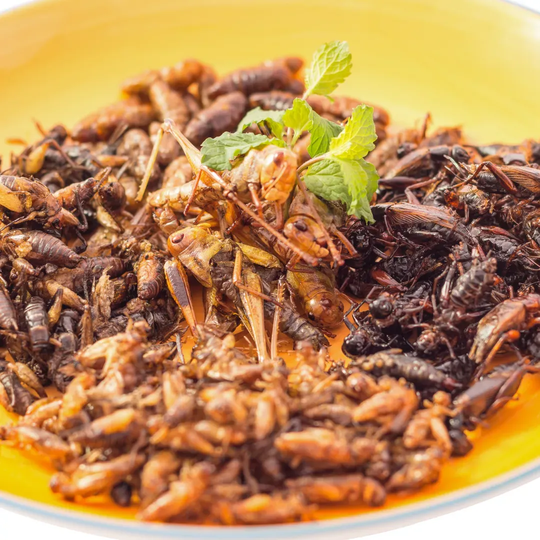 Investigan la utilización de insectos como alimento para mascotas