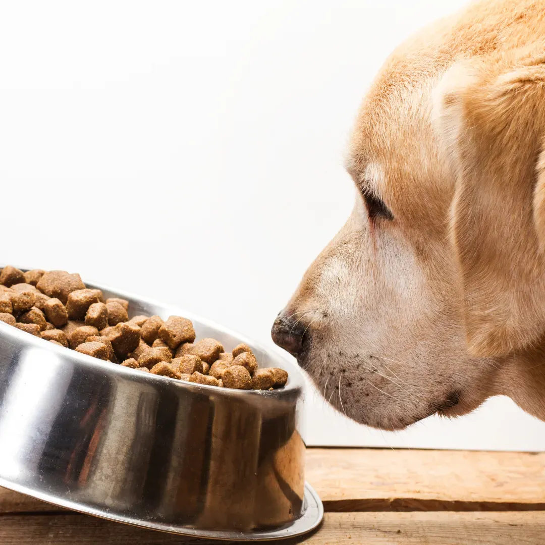 La posición del comedero puede afectar la salud de nuestro perro.