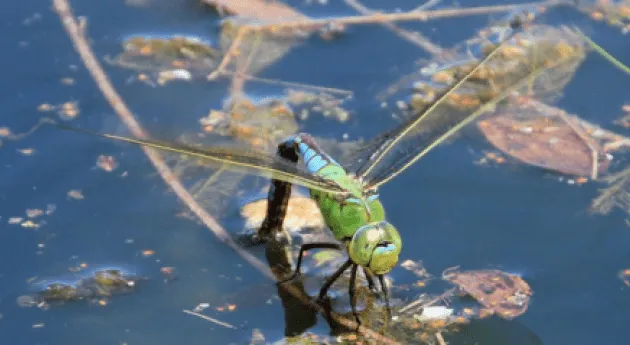 libelulas