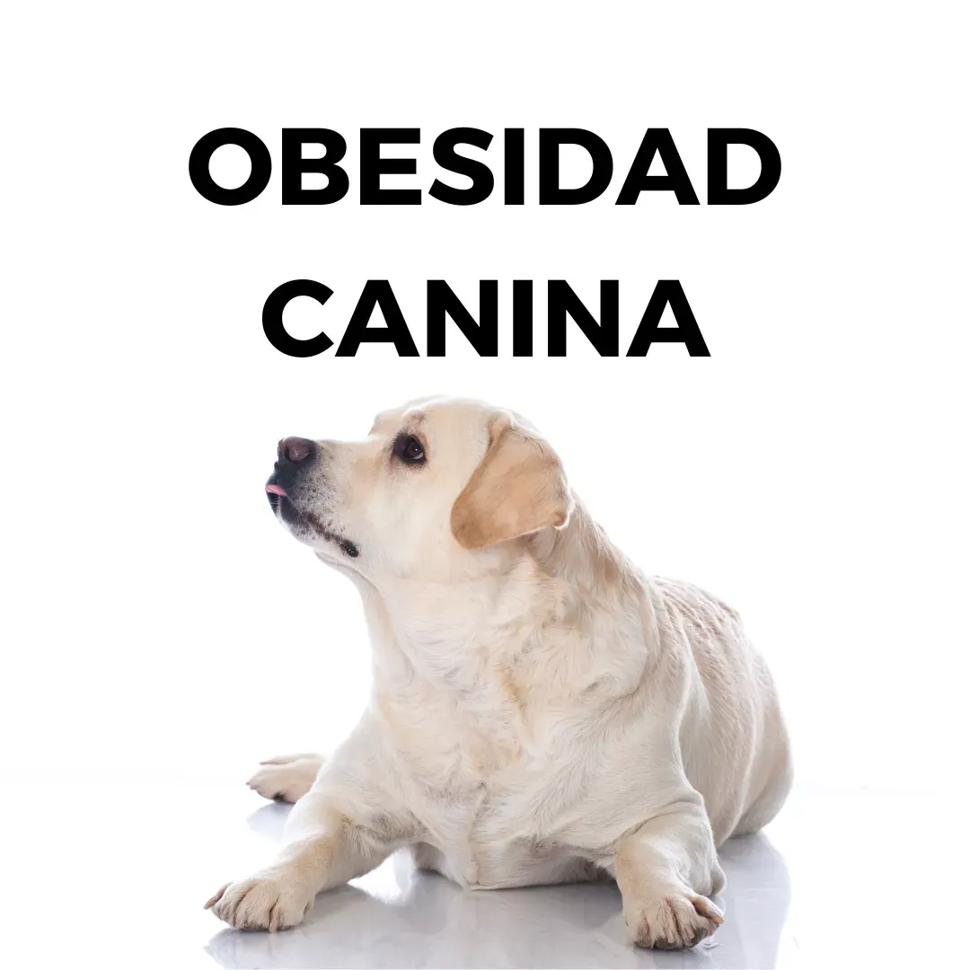 Obesidad y sobrepeso en perros ¿Cómo prevenirlas?