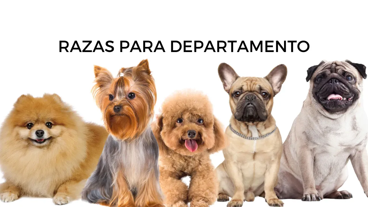 Un listado con las 10 mejores razas de perros para departamentos.