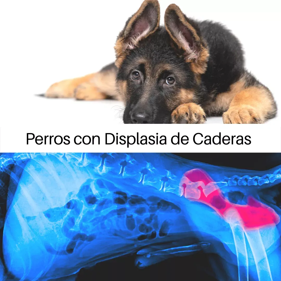 Displasia de caderas en perros