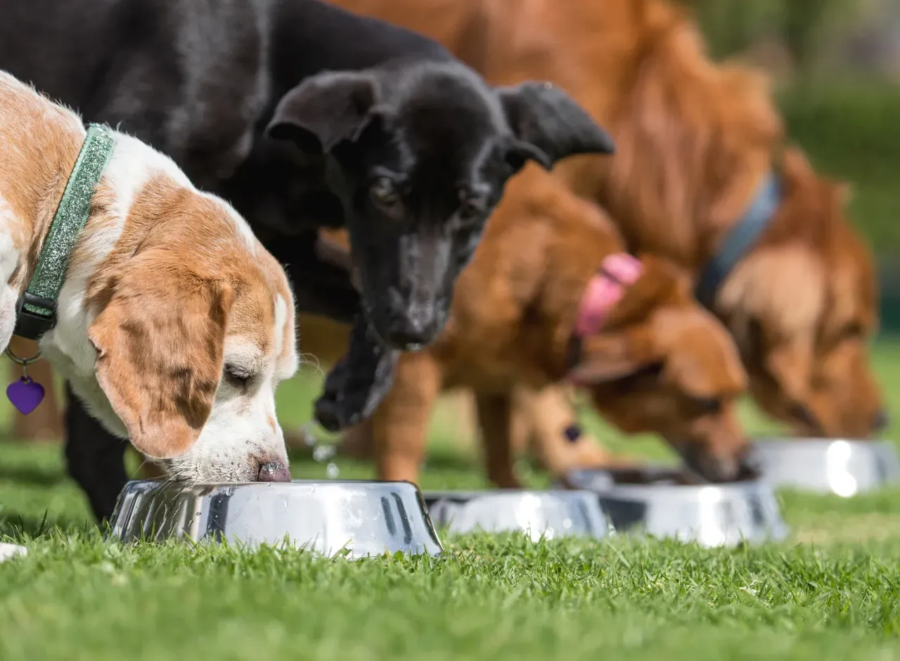 cual es la mejor comida para rottweilers