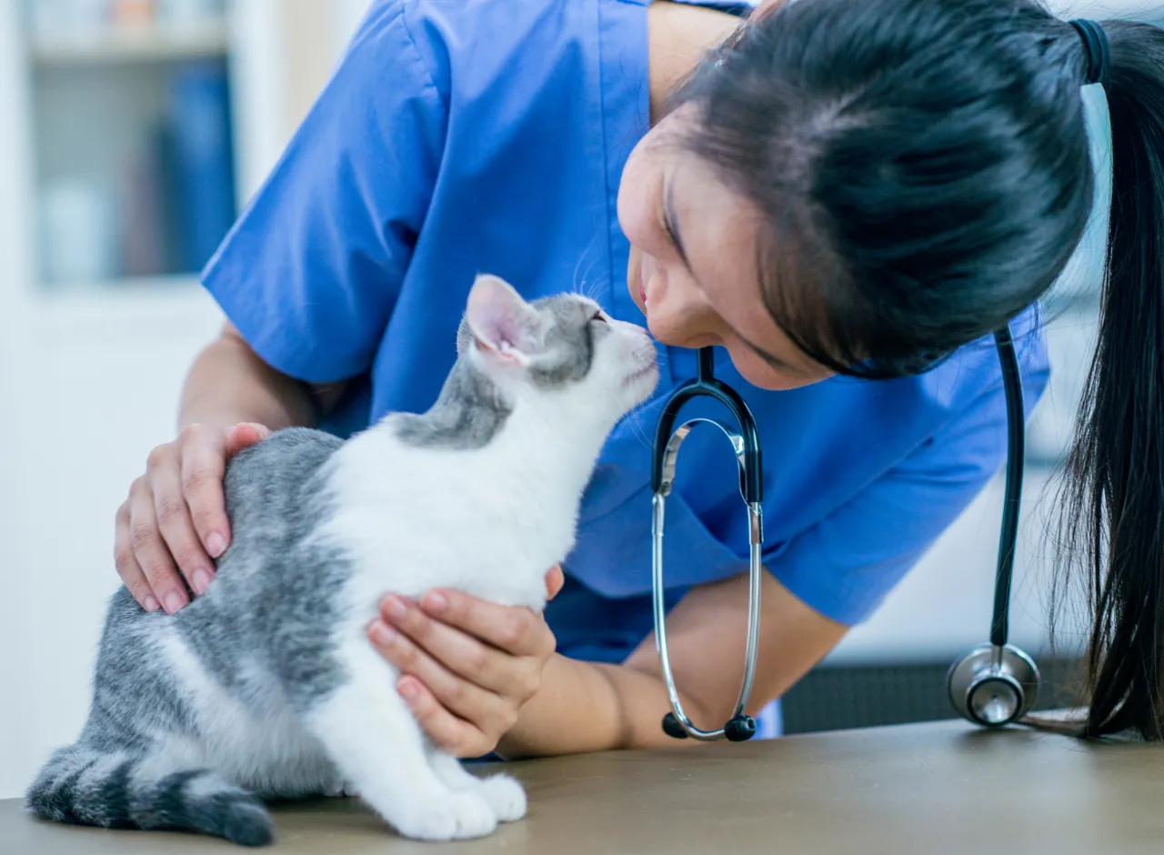 Gato en el veterinario