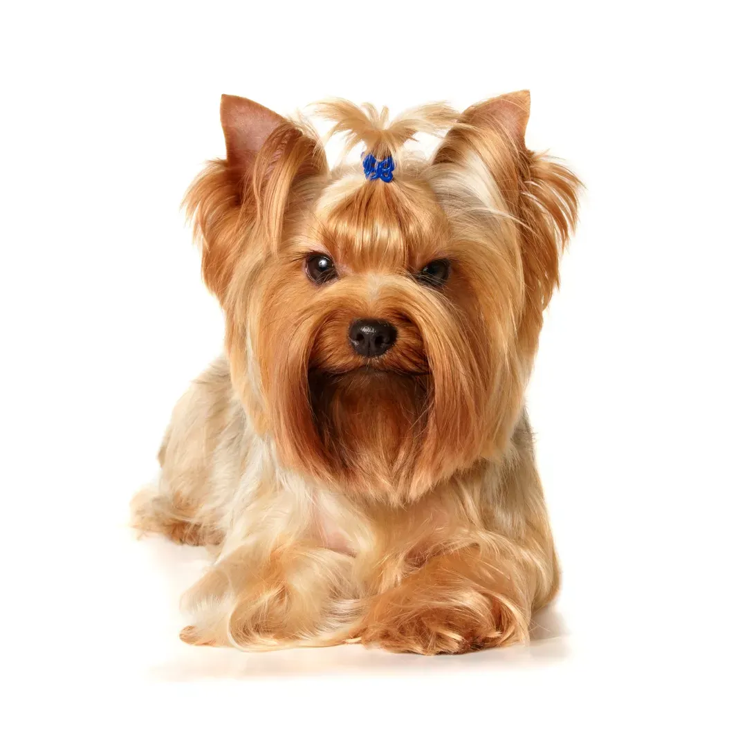 Comidas para un Yorkshire Terrier