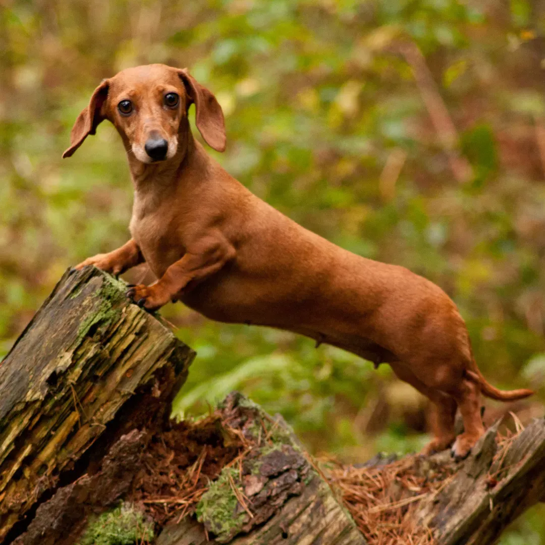 El perro salchicha fue criado para cazar, tejones. Conoce más de