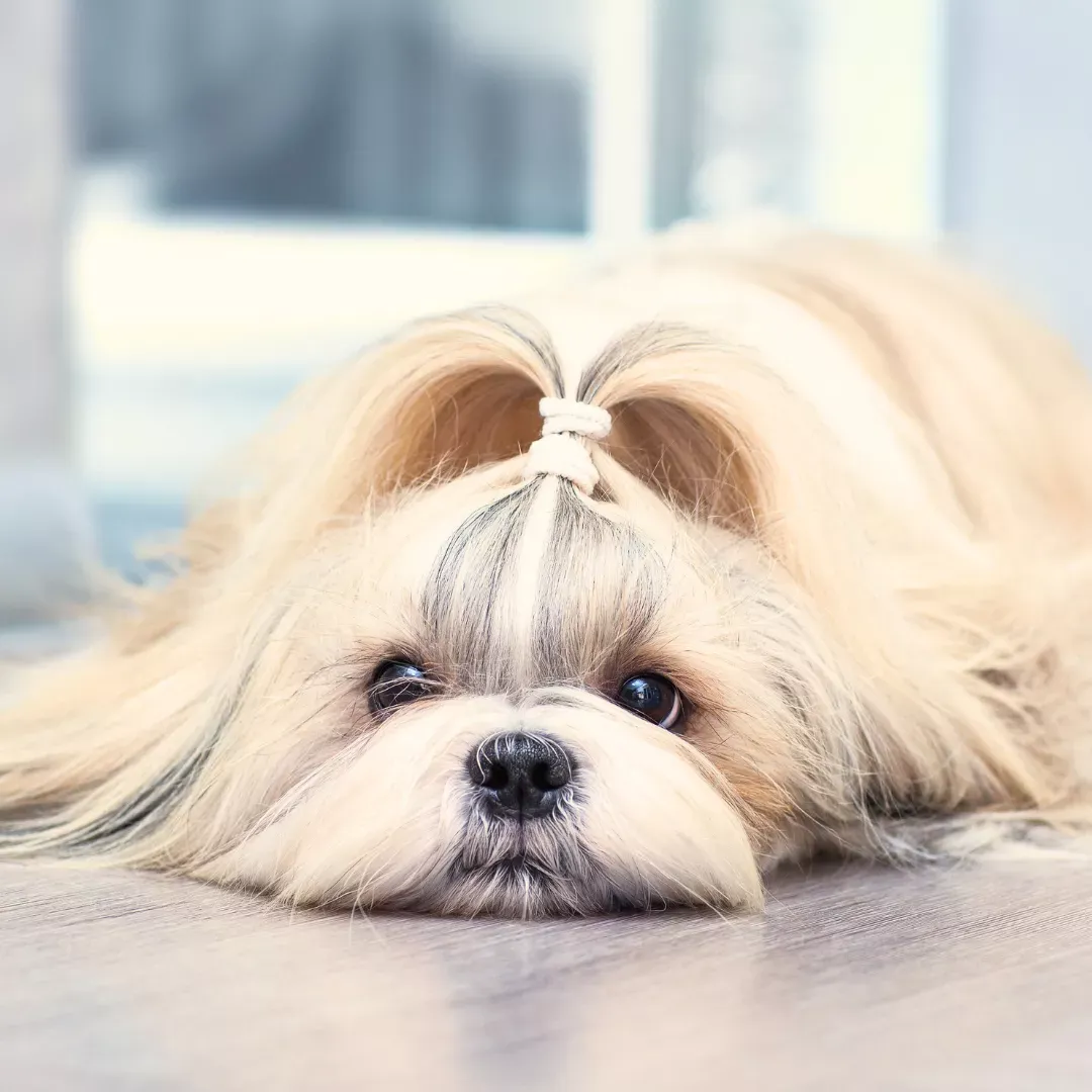 Los alimentos que no puede comer un Shih Tzu