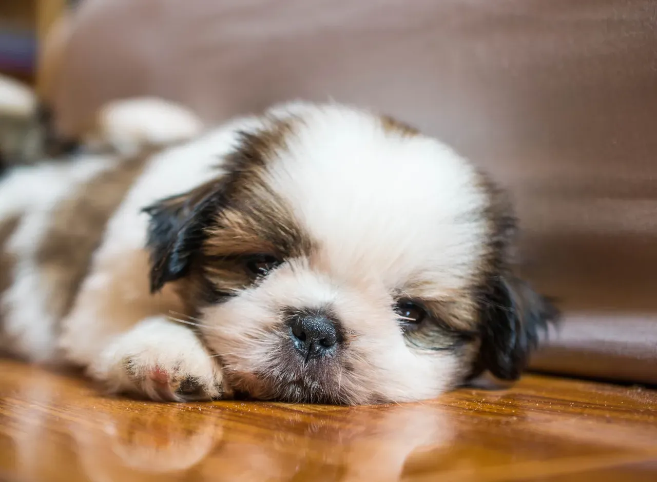 ¿Cómo entreno a un Shih Tzu para ir al baño?