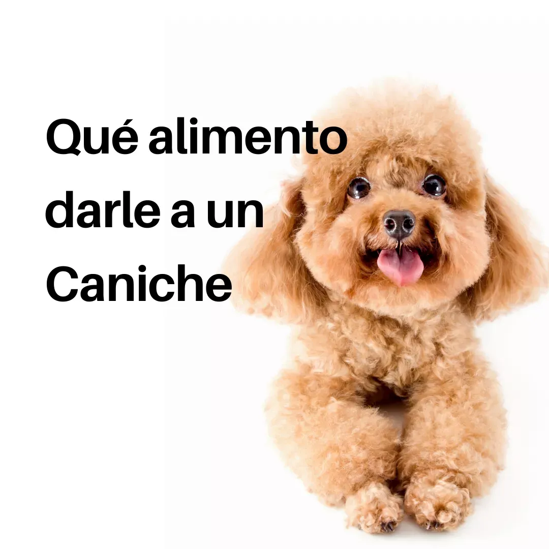 Cómo alimentar a un Caniche