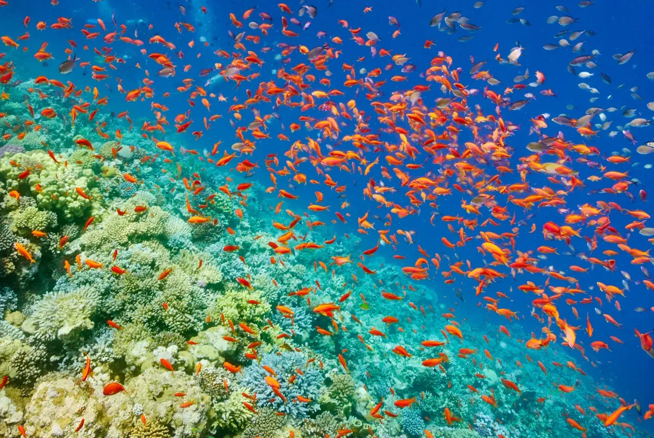 Explorando las maravillas subacuáticas: Buceo en el Mar Rojo de Egipto, arrecífes de coral