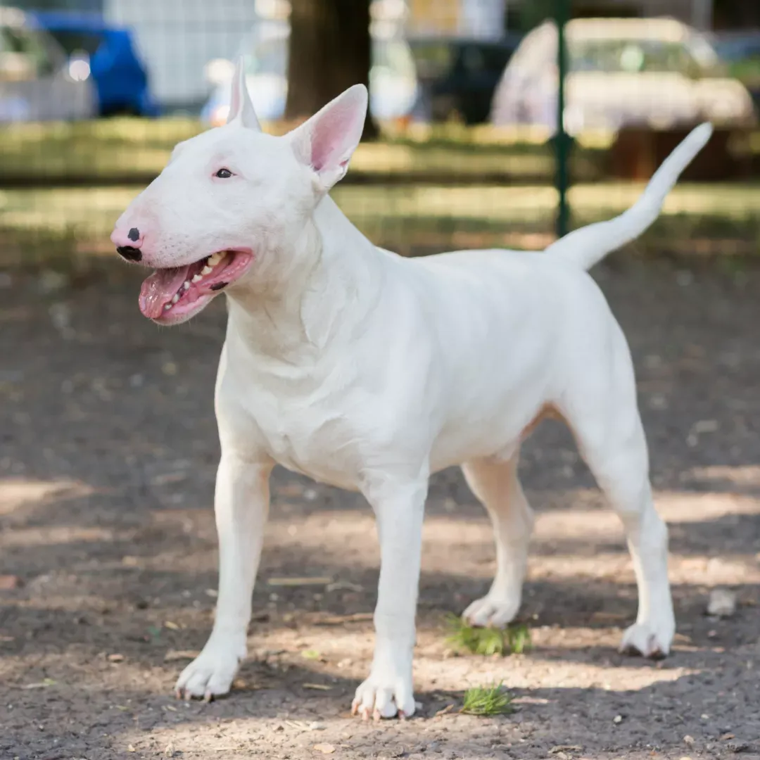 La alimentación del Bull Terrier
