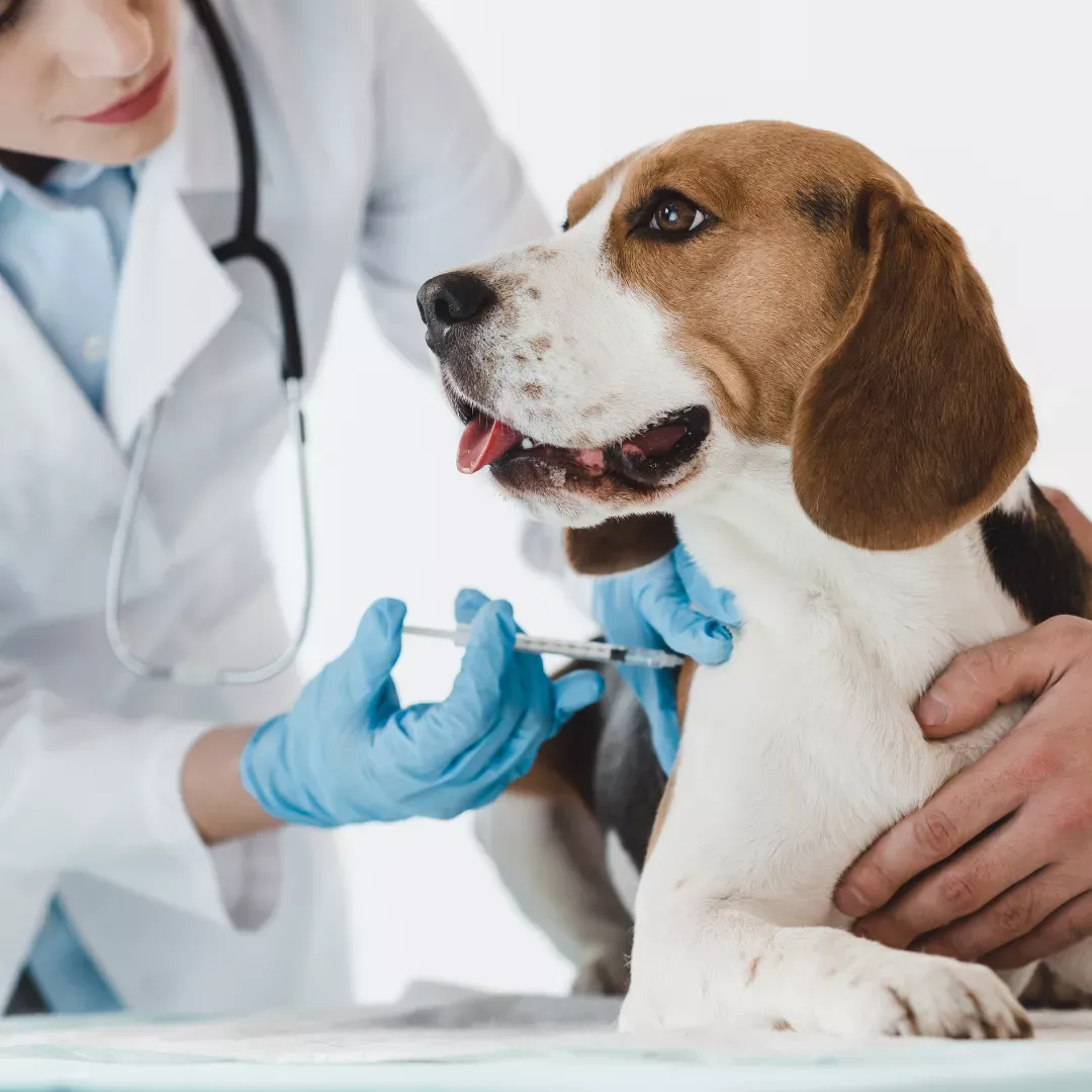 Calendario de vacunación obligatorio para perros en Argentina