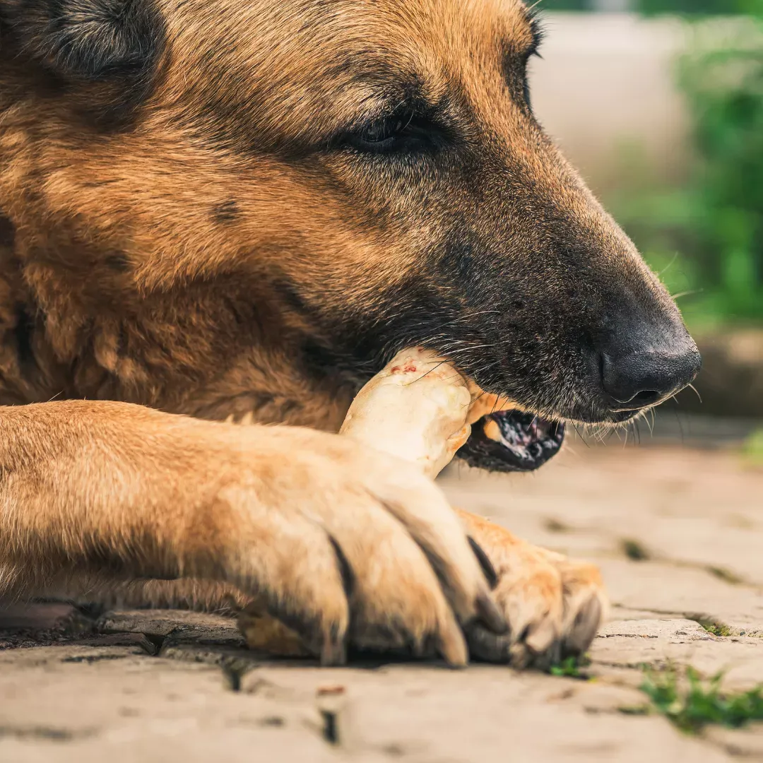 Alimentar a tu perro con huesos puede ser peligroso para su vida.