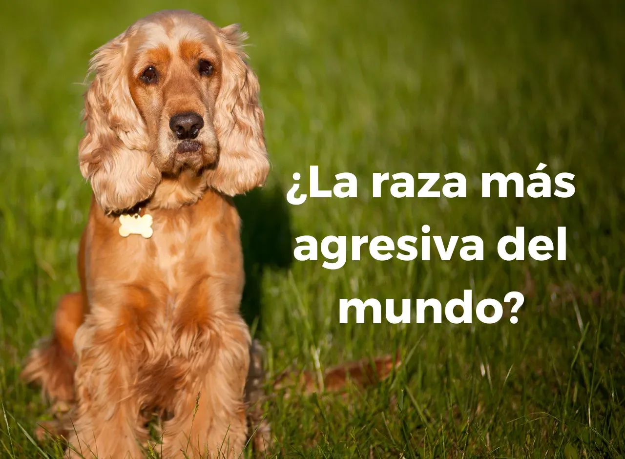 ¿Podrá ser esta raza la más agresiva del mundo?