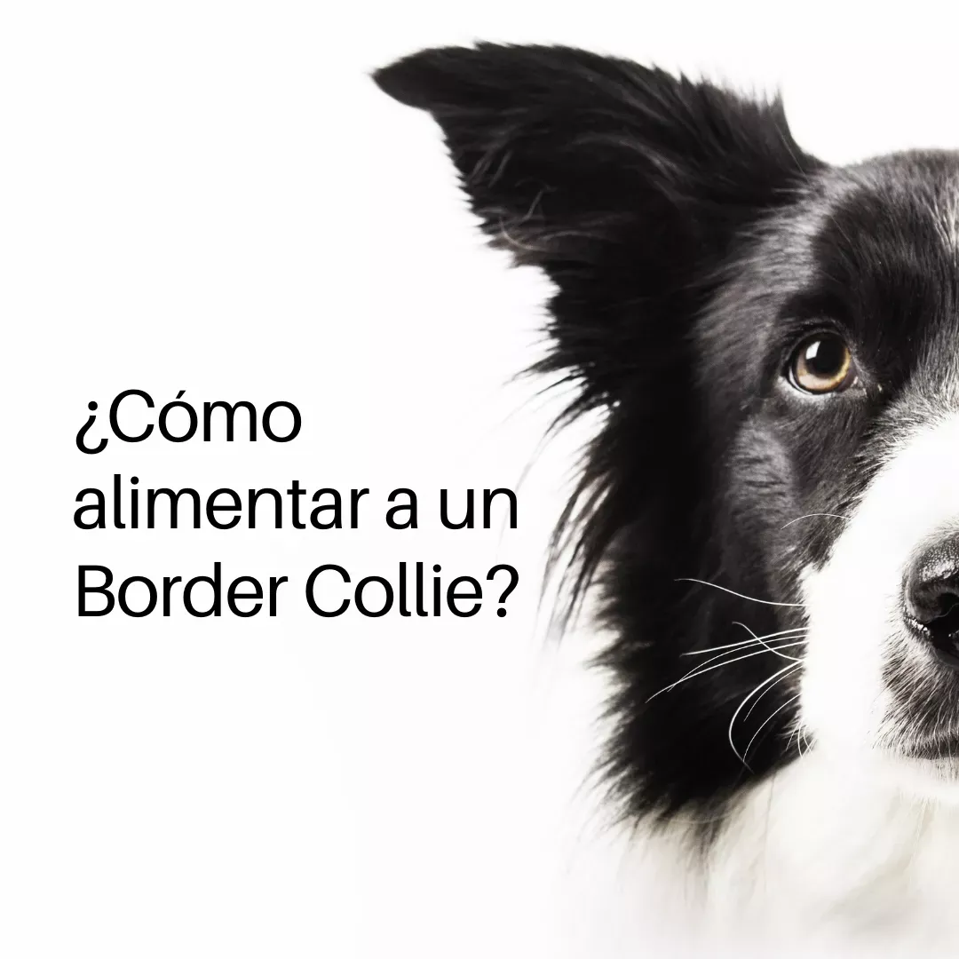 Cómo alimentar a un Border Collie