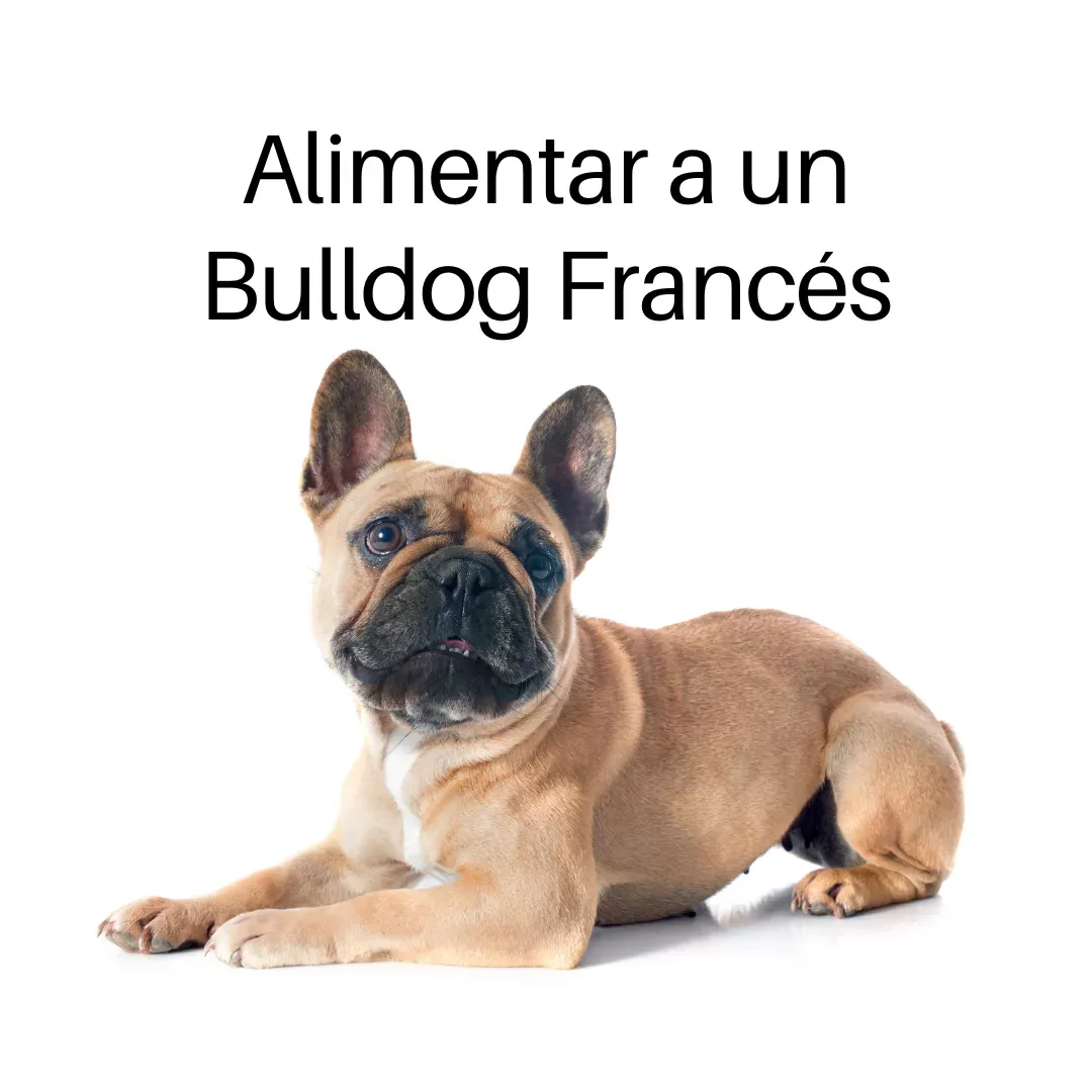 Alimento para perros Bulldog Francés