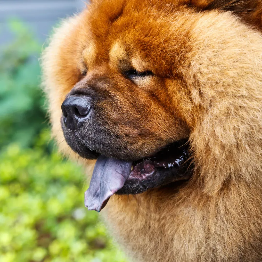 Chow Chow: Cómo alimentar al perro de lengua azulada