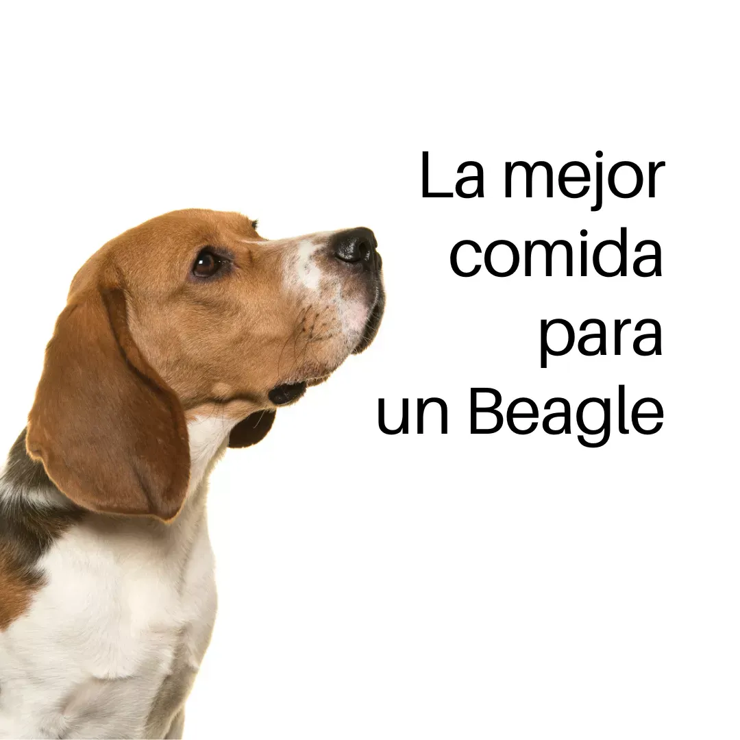 Alimentos para Beagle