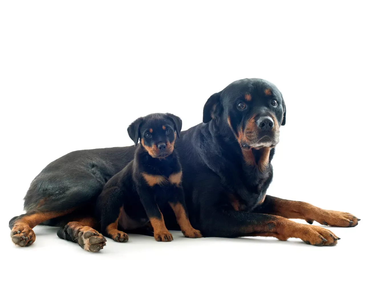 El origen del Rotweiler