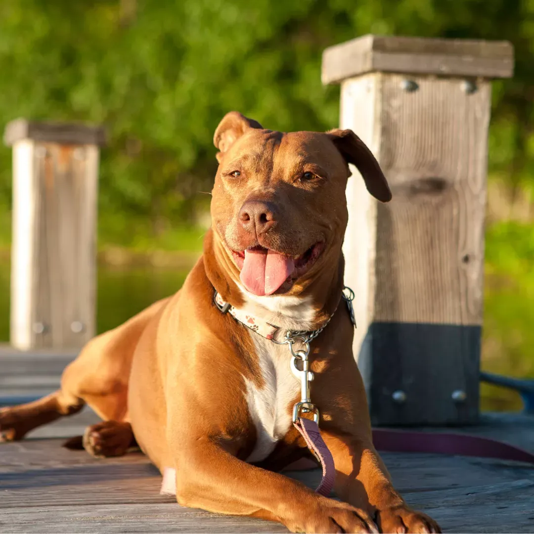 Así se alimenta a un Pit Bull Terrier Americano