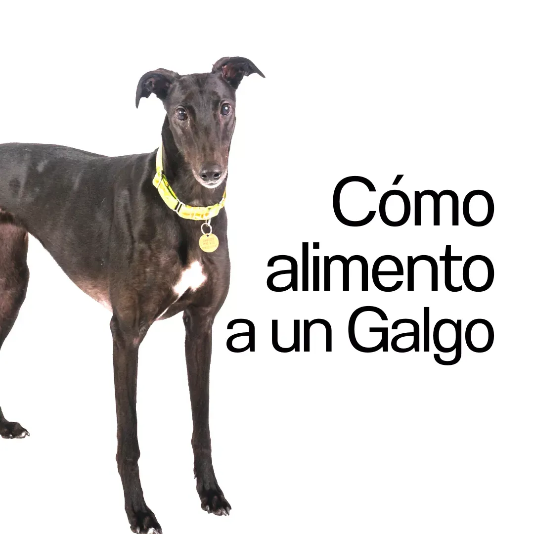 Cómo alimentar a un perro Galgo