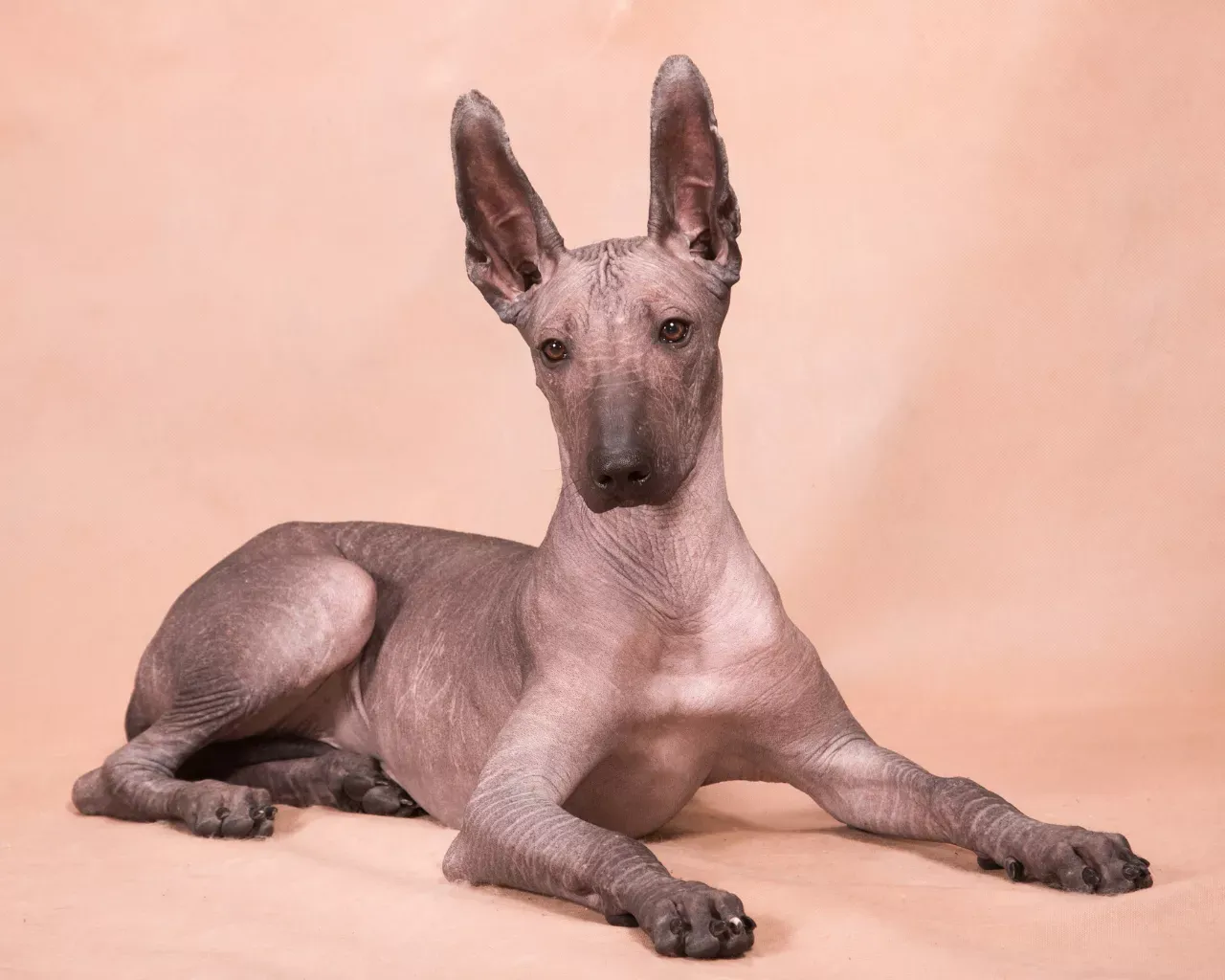 Xoloitzcuintli, perro mexicano sin pelo