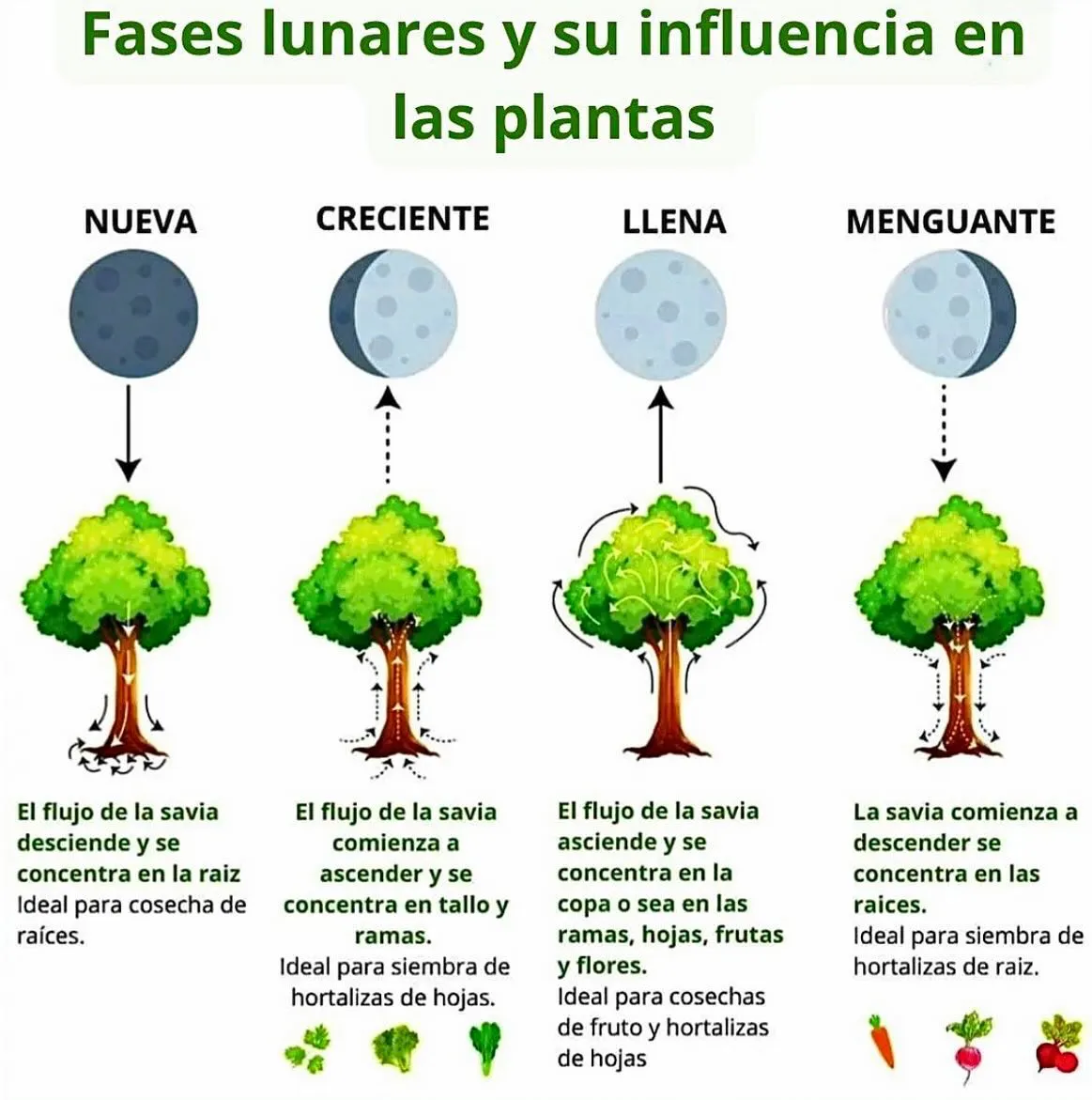 Influencia de la luna en las plantas