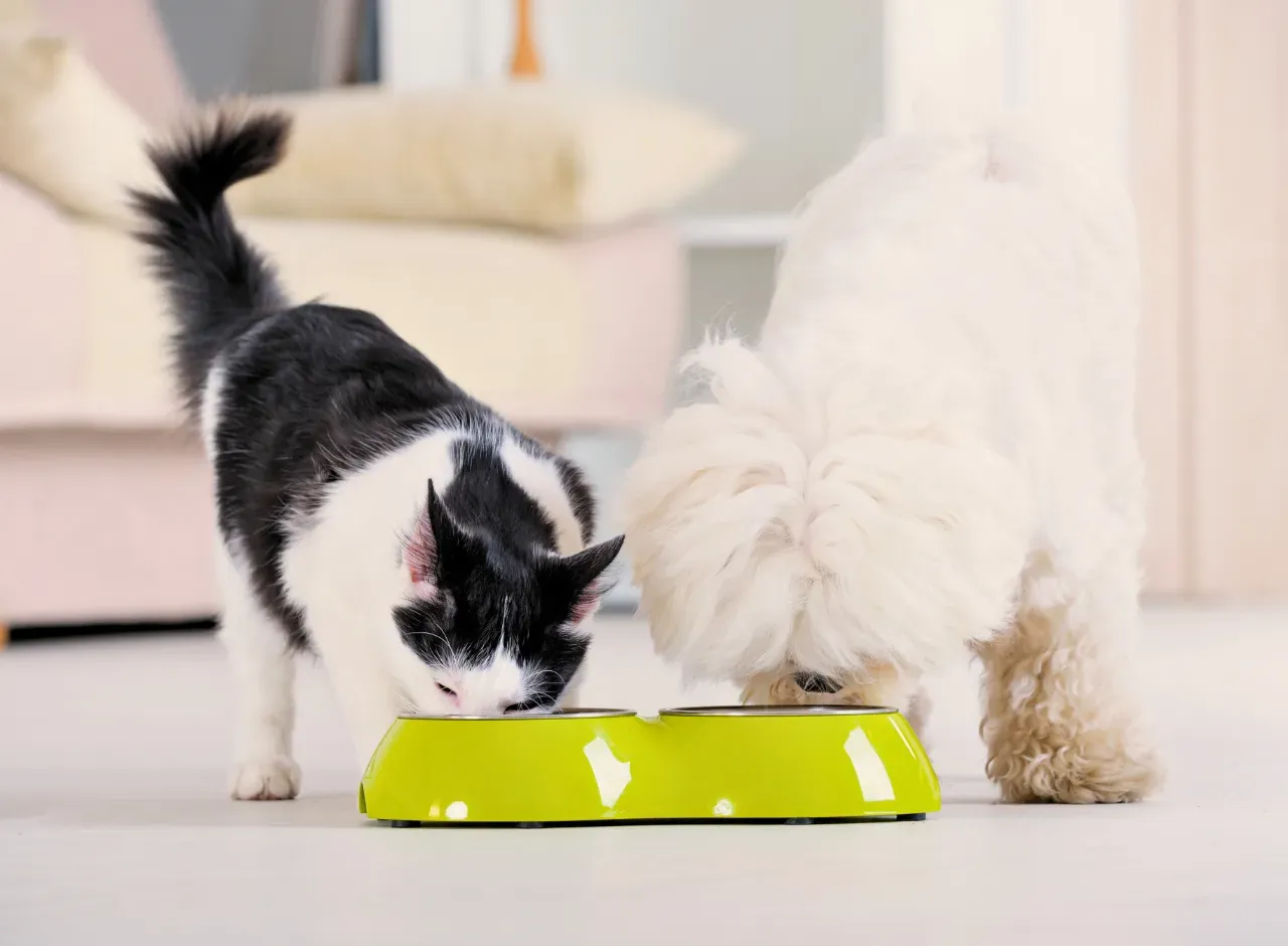 ¿Darle comida de gato a tu perro qué consecuencias podría tener?